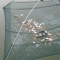 Faltbare Angeln Trap Köder Guss Crab Minnow Crawdad Shrimp Dip Net