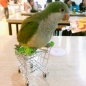 Parrot Spielzeug Vogel Supermarkt Einkaufswagen Kinderwachstums Box