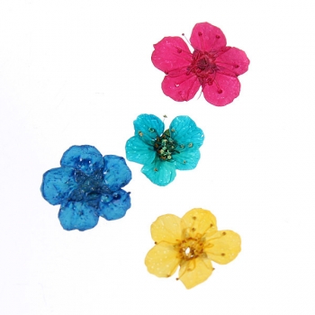 Dry Flower Acryl UVgel Nagel Kunst Dekoration Rad DIY