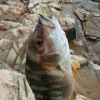 Fischgeruch Weiche Garnelegarnele Fishing Lure Bass Fishing