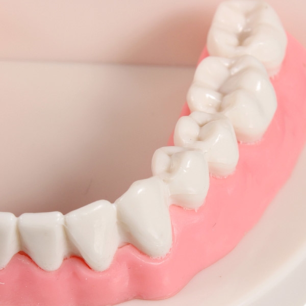 1 Packung zahnmedizinischer Zahn Zahn Teach Modell rosa Fleisch Gums