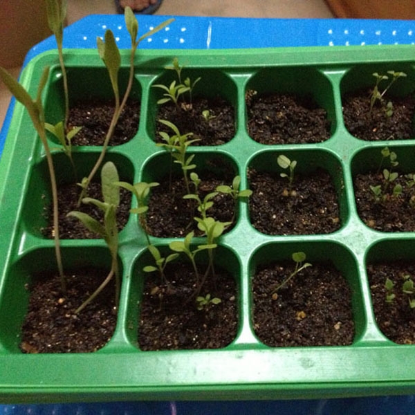 12 Löcher Pflanzen Samen Wachsen Box Sprießen Brett Gärtnerei Geräte