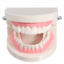 1 Packung zahnmedizinischer Zahn Zahn Teach Modell rosa Fleisch Gums